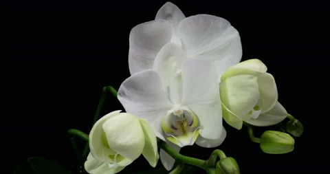 Time-lapse of opening orchid 4K on black background Stock Footage 118088278