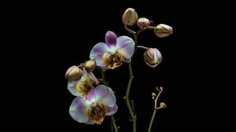 Time-lapse of opening orchid 4K on black background Stock Footage 120099574