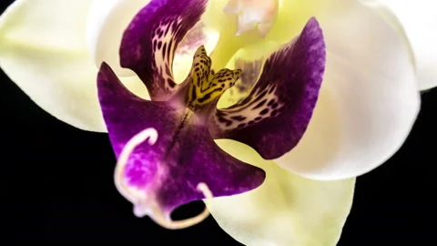 Time-lapse of opening orchid 4K on black background, macro Stock Footage 121422170
