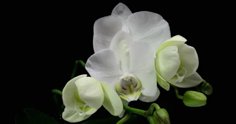 Time-lapse of opening orchid 4K on black background. 4k video. Valentines day Stock Footage 154065332
