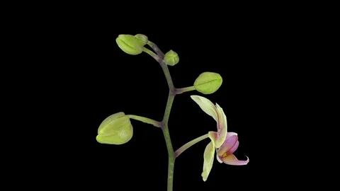 Time-lapse of opening Orchid Butterfly in RGB + ALPHA matte format Vidéo 70913232