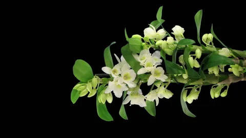 Time-lapse of opening Orchid Dendrobium with ALPHA channel, vertical orientation Stock Footage 150554852