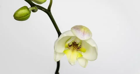 Time-lapse of opening orchid flowers on white background. Wedding backdrop Stock Footage 137426530