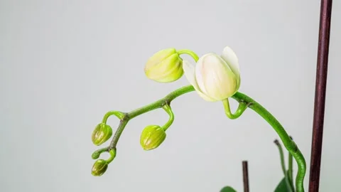 Time-lapse of opening orchid flowers on white background. Wedding backdrop Stock Footage 149211384