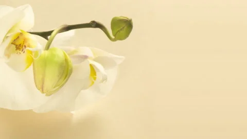 Time-lapse of opening orchid flowers on a beige background. Wedding backdrop Stock Footage 152735672