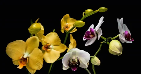 Time-lapse of opening orchids on black background 4K Stock Footage 119148211