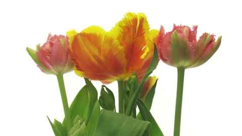 Time lapse of opening Parrot tulip Stock Footage 327199770