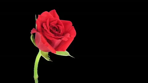 Time-lapse of opening "Pascha" rose with alpha matte 1 Stock Footage 539306