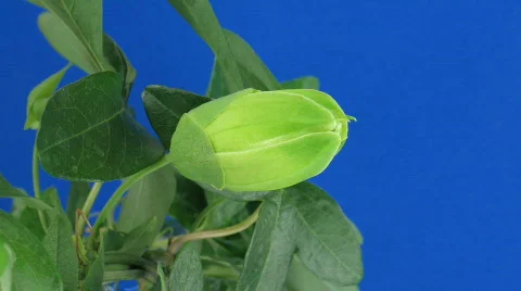 Time-lapse of opening passiflora 3c against blue background Stock Footage 398128