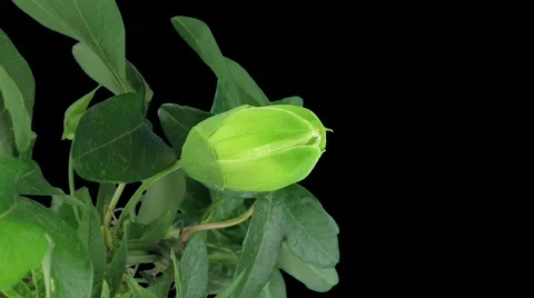 Time-lapse of opening passiflora 3e with alpha matte (720p) Stock Footage 714101
