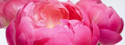 Time lapse of opening peony buds, three pink scented flowers Stock Footage 274145894