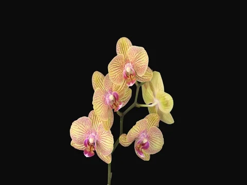 Time-lapse of opening Phalaenopsis KV Charmer orchid with ALPHA channel Stock Footage