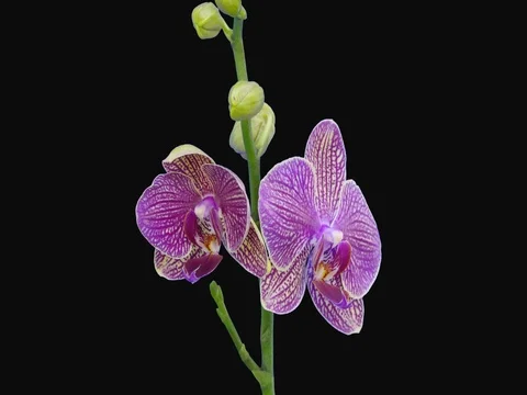 Time-lapse of opening Phalaenopsis KV Charmer orchid 6a1, 4K with ALPHA channel Stock Footage 85340764