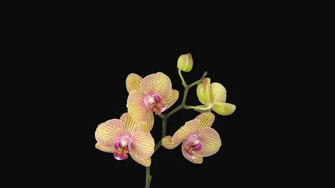 Time-lapse of opening Phalaenopsis KV Charmer orchid with ALPHA channel Stock Footage 87639743