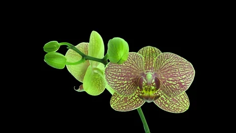 Time-lapse of opening Phalaenopsis KV Charmer orchid with ALPHA channel Stock Footage 87730113