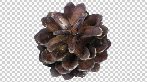 Time-lapse of opening pine cone with ALPHA 5x3 Stock Footage 42718692