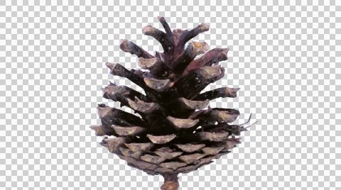 Time-lapse of opening pine cone with ALPHA Stock Footage 48457376