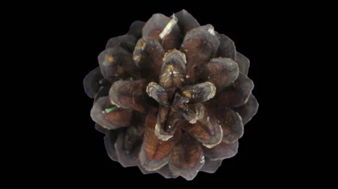 Time-lapse of opening pine cone, RGB + ALPHA matte Video stock 50148208