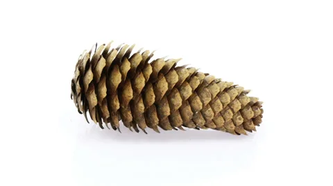 Time-lapse of opening pine cone, UHD 4K with ALPHA Stock Footage