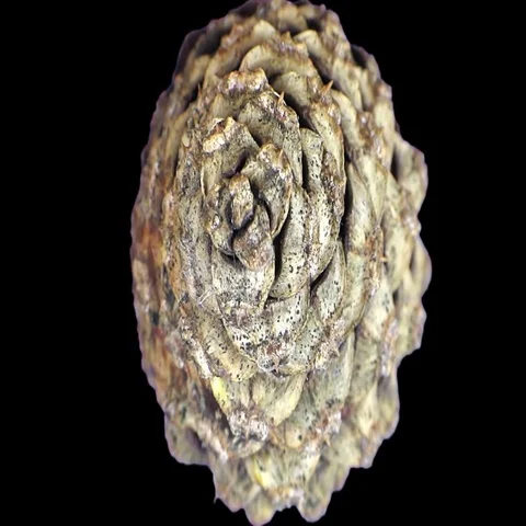 Time-lapse of opening pine cone in RGB + ALPHA matte format Stock Footage 69430324