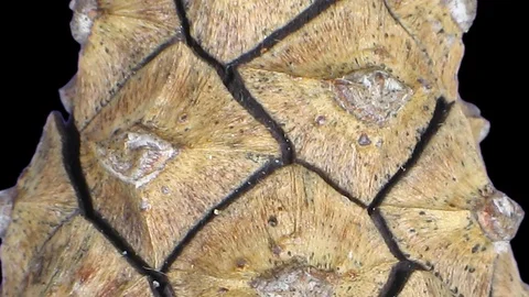 Time-lapse of opening pine cone with ALPHA channel Stock Footage 70553254