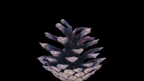 Time lapse of opening pine cone Stock Footage 284061540