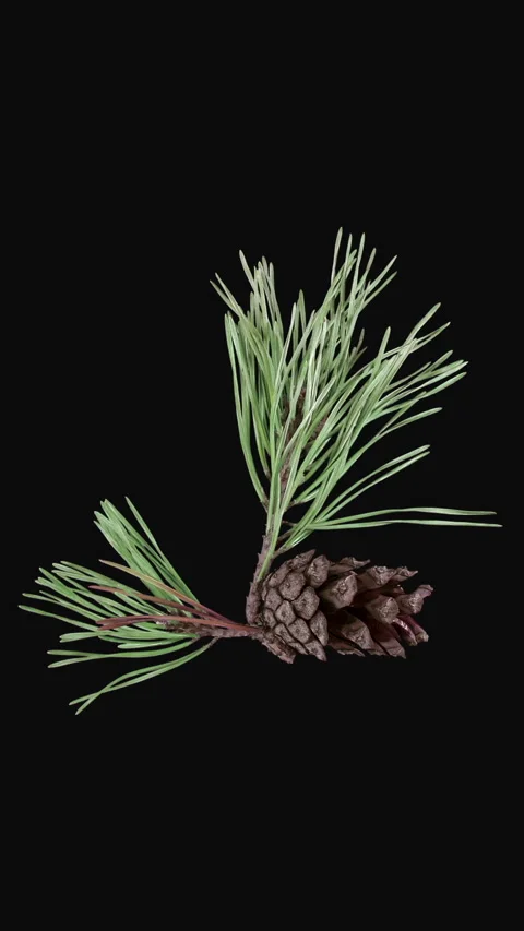 Time lapse of opening pine cone, vertical orientation Stock Footage 336499708