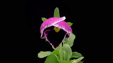 Time lapse of opening pink and purple Pansy flower Viola tricolor isolated on Stock Footage 232296452