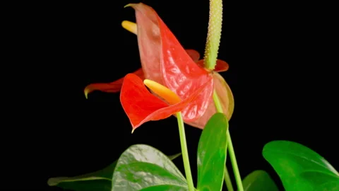 Time Lapse of Opening Pink Anthurium Flower Vidéo 146182982