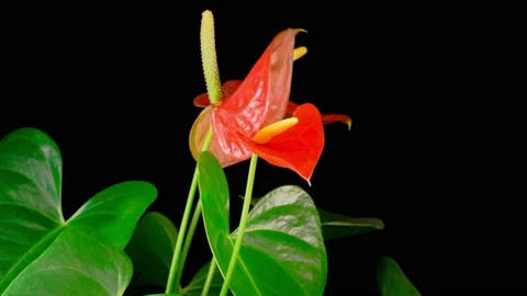 Time Lapse of Opening Pink Anthurium Flower Stock Footage 147086549