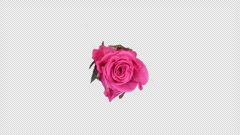 Time lapse of opening pink Ballet rose with ALPHA channel Stock Footage 305829782