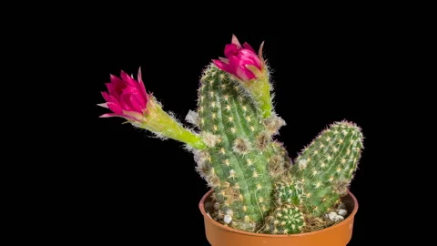 Time-lapse opening pink cactus flower buds ALPHA matte, Full HD Video stock 122328377