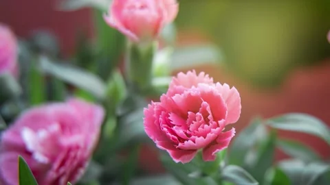 Time lapse of opening pink carnation flower Stock Footage 159138995