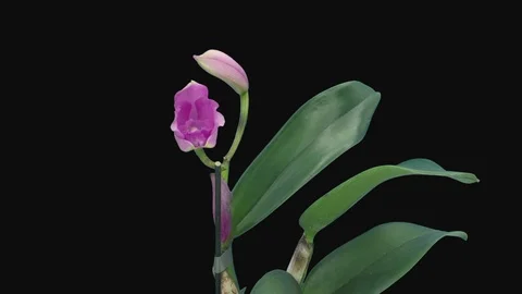 Time-lapse of opening pink Cattleya orchid in RGB + ALPHA matte format Stock Footage 117932470