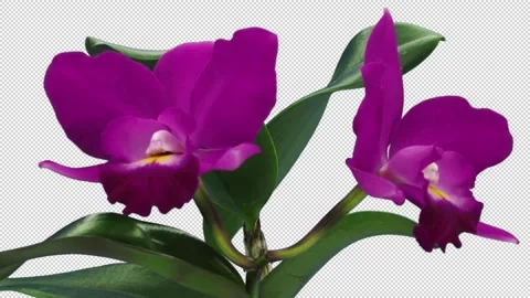 Time lapse of opening pink Cattleya orchid with ALPHA channel Video stock 333465948