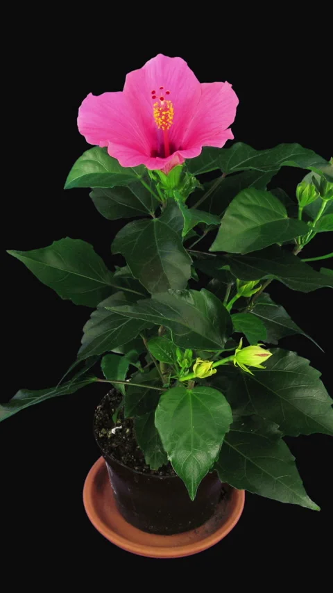 Time lapse of opening pink China rose, vertical orientation Stock Footage 309851477
