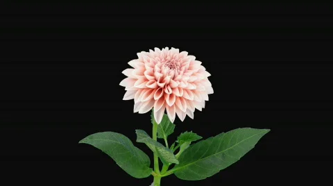 Time-lapse of opening pink dahlia 7 with alpha matte Stock Footage