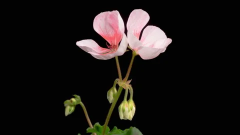 Time Lapse of Opening Pink Geranium ( Pelargonium ) Flower Видео 165456498