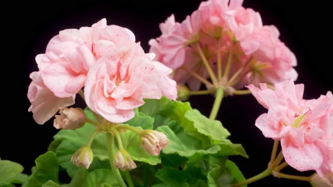 Time Lapse of Opening Pink Geranium ( Pelargonium ) Flower 库存影片 169719272