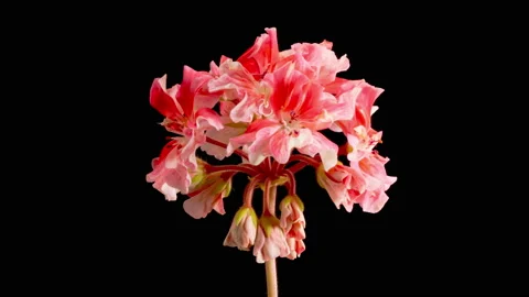 Time Lapse of Opening Pink Geranium Pelargonium Flower 库存影片 171231053