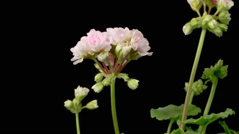 Time Lapse of Opening Pink Geranium Pelargonium Flower Stockbeeldmateriaal 193050215