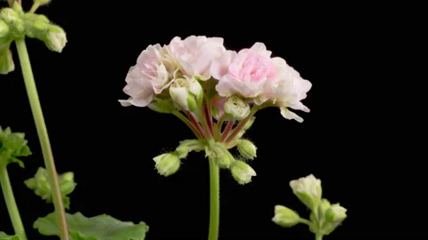 Time Lapse of Opening Pink Geranium Pelargonium Flower 库存影片 195696178