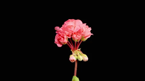 Time Lapse of Opening Pink Geranium Pelargonium Flower 스톡 동영상 196933140