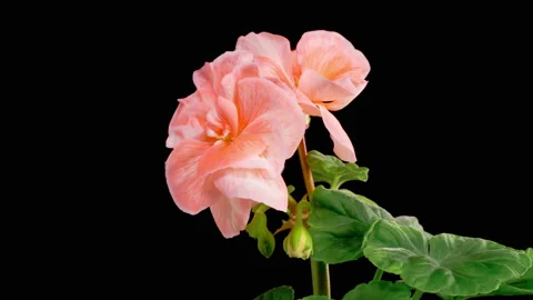Time Lapse of Opening Pink Geranium Pelargonium Flower Video stock 196934120