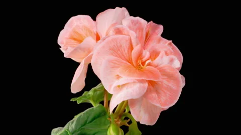 Time Lapse of Opening Pink Geranium Pelargonium Flower 库存影片 198376770