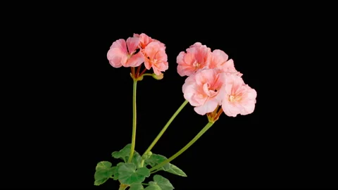 Time Lapse of Opening Pink Geranium Pelargonium Flower Vidéo 203168902