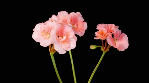 Time Lapse of Opening Pink Geranium Pelargonium Flower Video stock 204996602