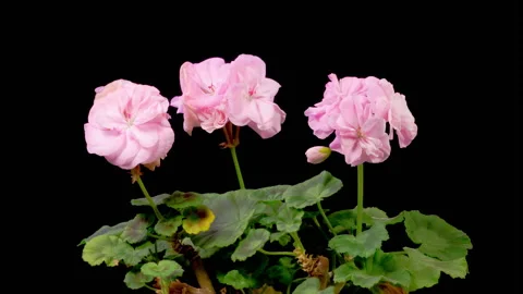 Time Lapse of Opening Pink Geranium Pelargonium Flower Stock Footage 259209039
