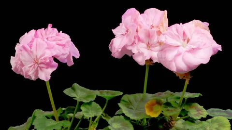 Time Lapse of Opening Pink Geranium Pelargonium Flower Stock Footage 261720900