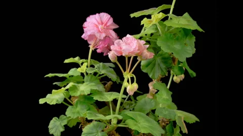 Time Lapse of Opening Pink Geranium Pelargonium Flower Stock Footage 263125553